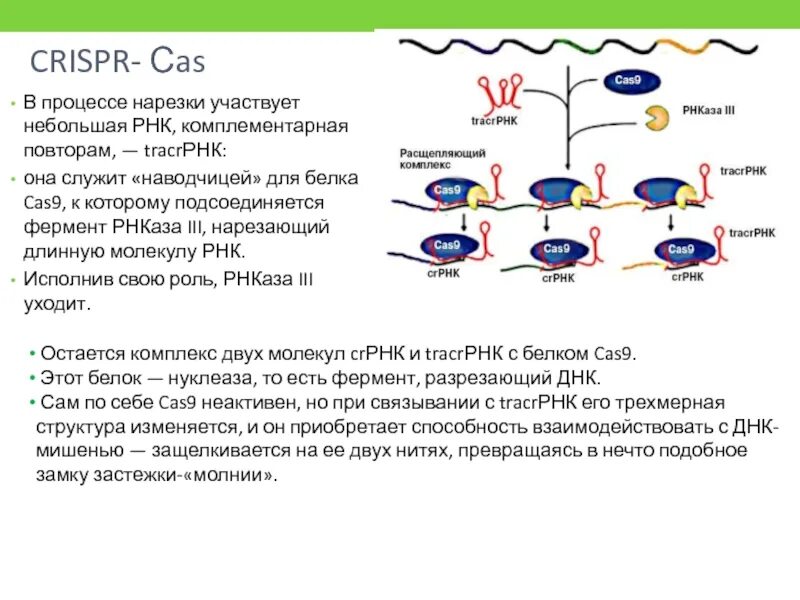 CAS 9 белок. Организация ДНК У прокариот. РНК бактерий. У бактерий ДНК или РНК.