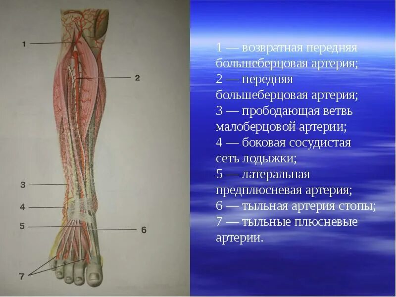 Большеберцовая артерия. Передняя большеберцовая артерия (a. tibialis anterior):. малоберцовая артерия топография. конечные ветви большеберцовой артерии. ветви передней большеберцовой артерии.