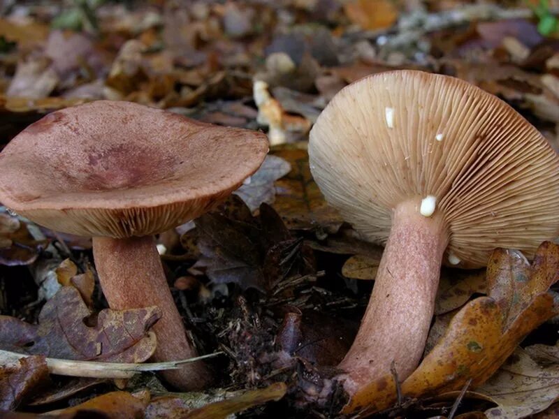 Млечник дубовый гриб. Млечник дубовый lactarius quietus. Млечник неедкий гриб. Млечник гриб гладыш. Млечник буро-желтый.
