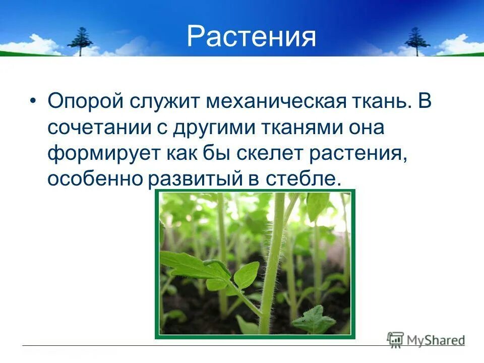 Движение 6 класс. Опора и движение растений. Опорные системы растений. Движение и опора у растений и животных. Движение и опорные системы у растений ..