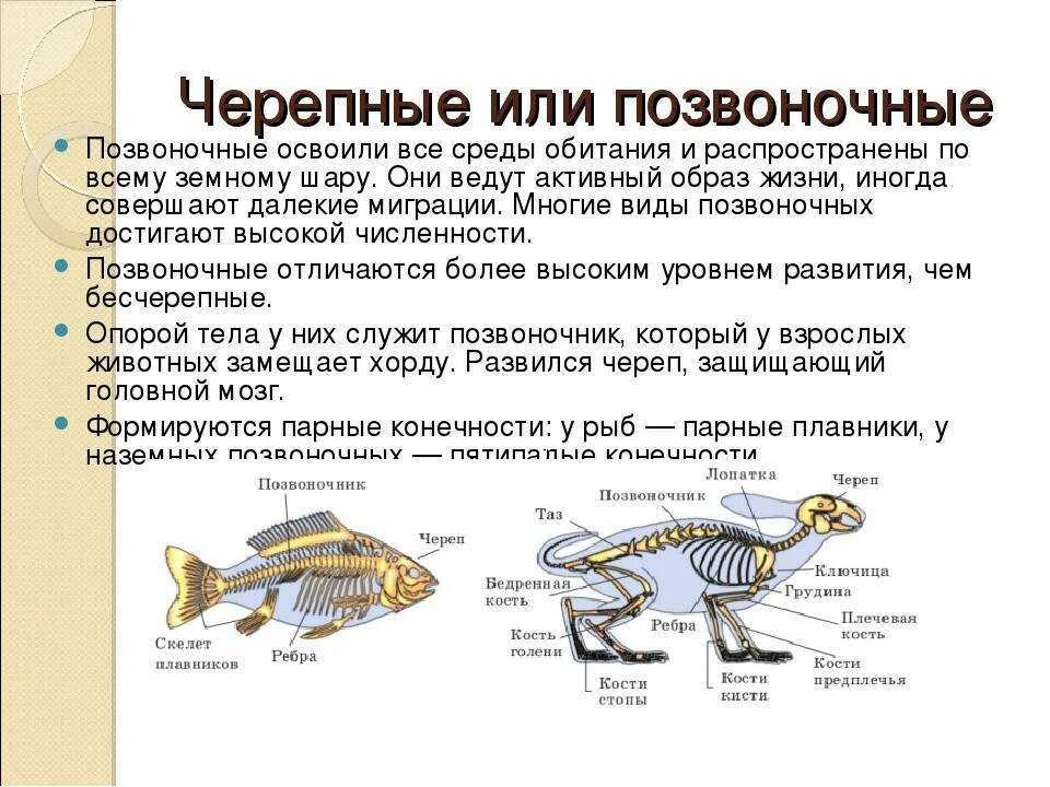 Конспект по биологии 7 класс хордовые. Основные характеристики позвоночных. черепные или позвоночные 7 класс биология. особенности строения позвоночных животных. общая характеристика черепных или позвоночных.