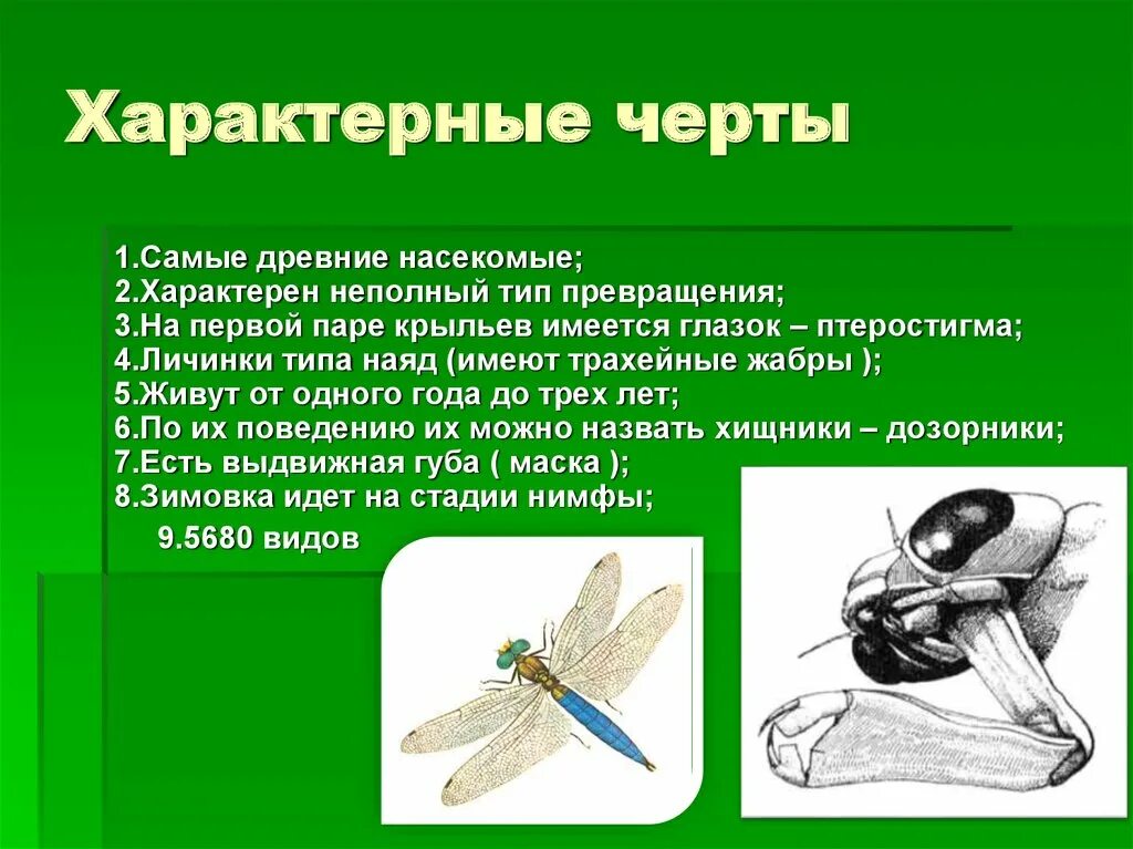 Стрекозы отряд насекомых. Общая характеристика стрекоз. Стрекозы характеристика. Характерные признаки отряда Стрекозы.