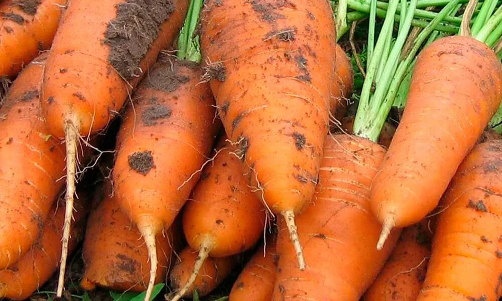 Лучшие сорта моркови для средней полосы. Морковь Саката Курода Шантане. Сорт моркови Шантане. Морковь сорт Монтана. Морковь Курода Шантанэ ц СС.