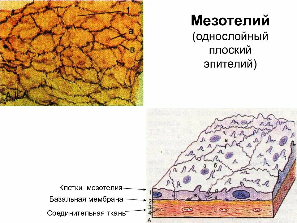 Мезотелий развивается из. Однослойный плоский эпителий мезотелий сальника. Мезотелий базальная мембрана. Однослойный плоский эпителий мезотелий брюшины. Однослойный плоский эпителий гистология.