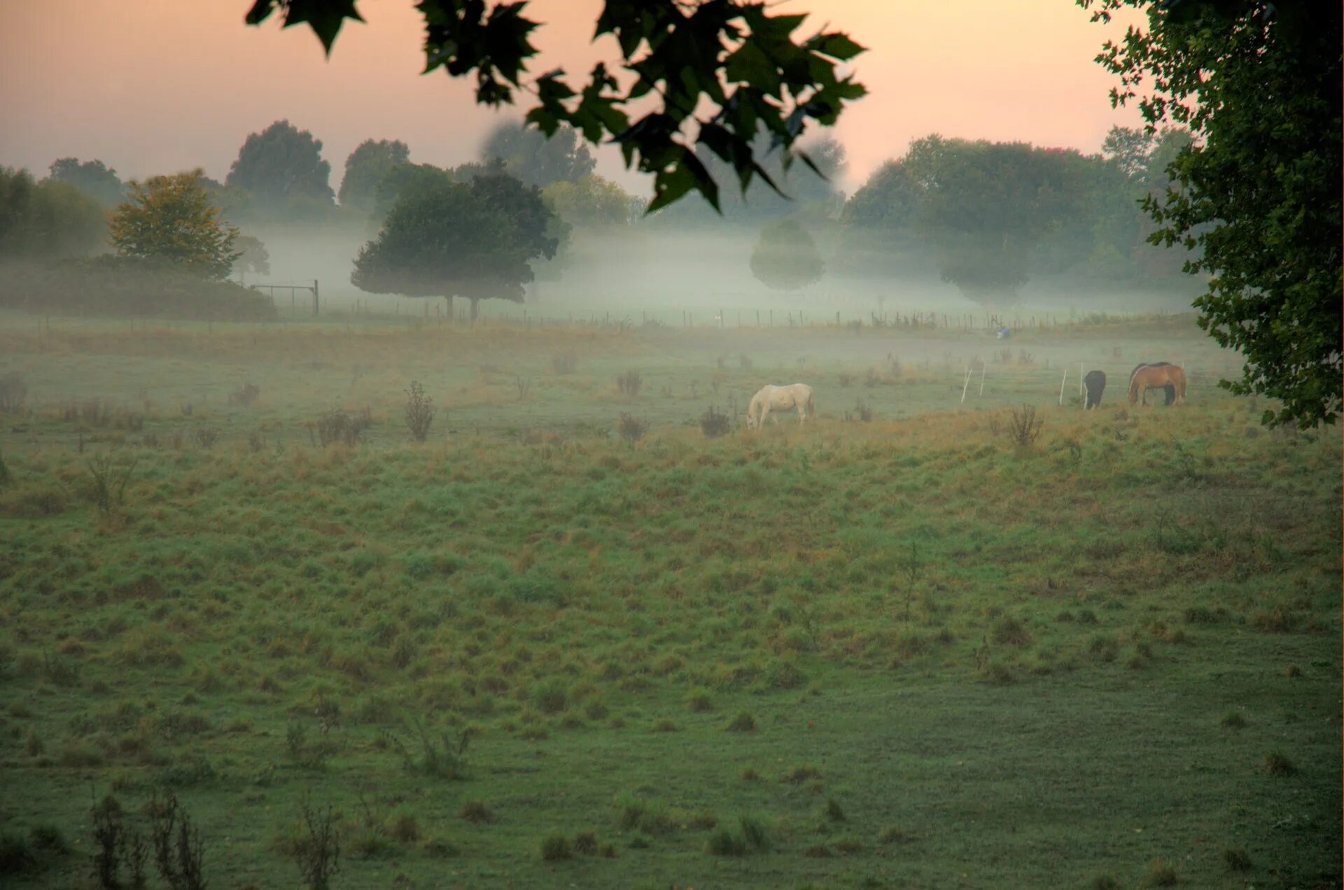 Поле в тумане. Утро в поле. Равнина в тумане. Туманное утро в поле. Погода в поле по часам