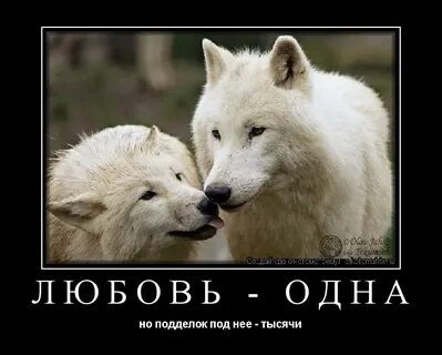 Тысяча не одна любовь
