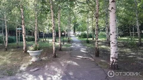 Сан березовая роща