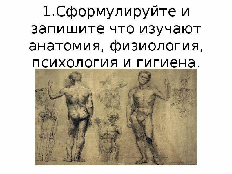 Курсы анатомия физиология и гигиена. Курсы анатомия физиология и гигиена