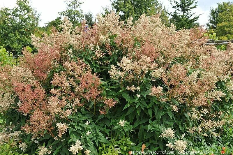 Горец полиморфный. Горец изменчивый (Persicaria polymorpha). Горец изменчивый (Polygonum polymorpha). Персикария полиморфа.