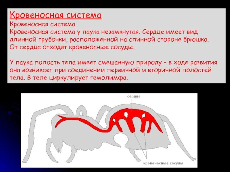 Кровеносное строение паукообразных. У паукообразных кровеносная система незамкнутая. кровеносная система павука. кровеносная система паука. кровеносная система паукообразных.