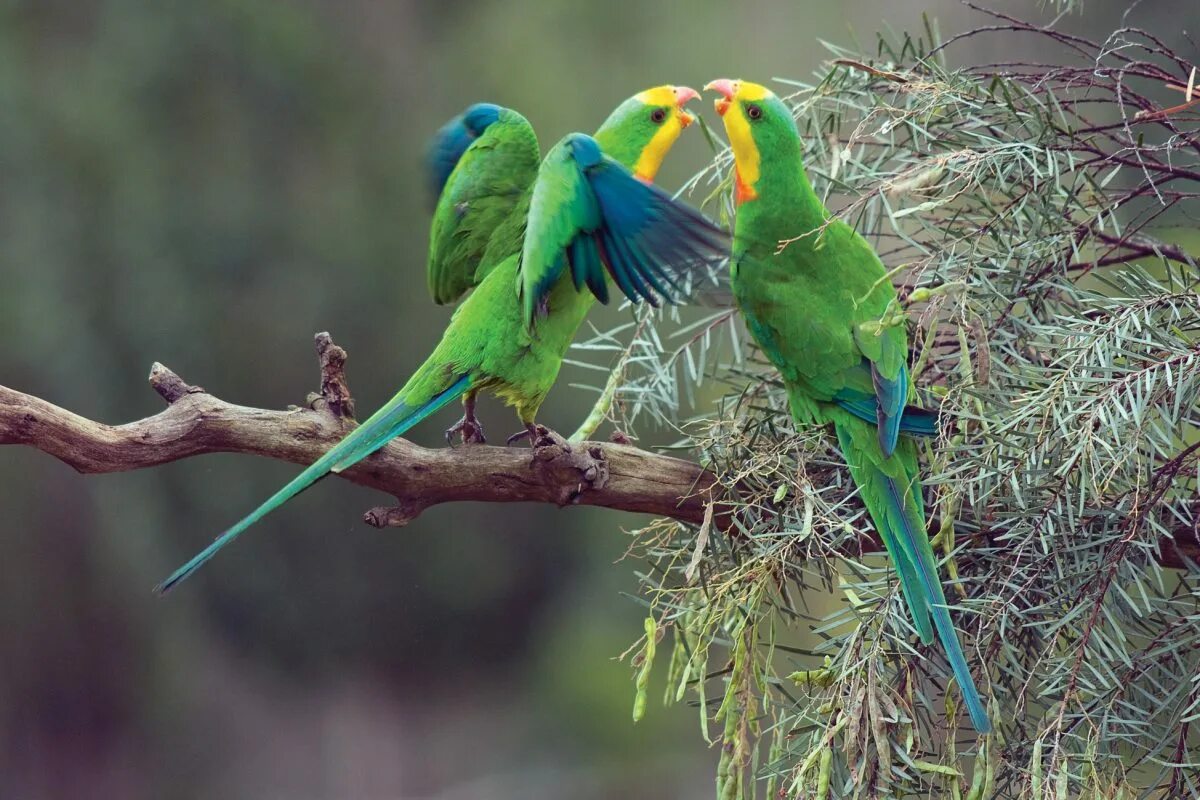 Parrots names. Polytelis swainsonii. Длиннохвостые попугайчики Австралии. Роскошный баррабандов попугай. Патагонский попугай.