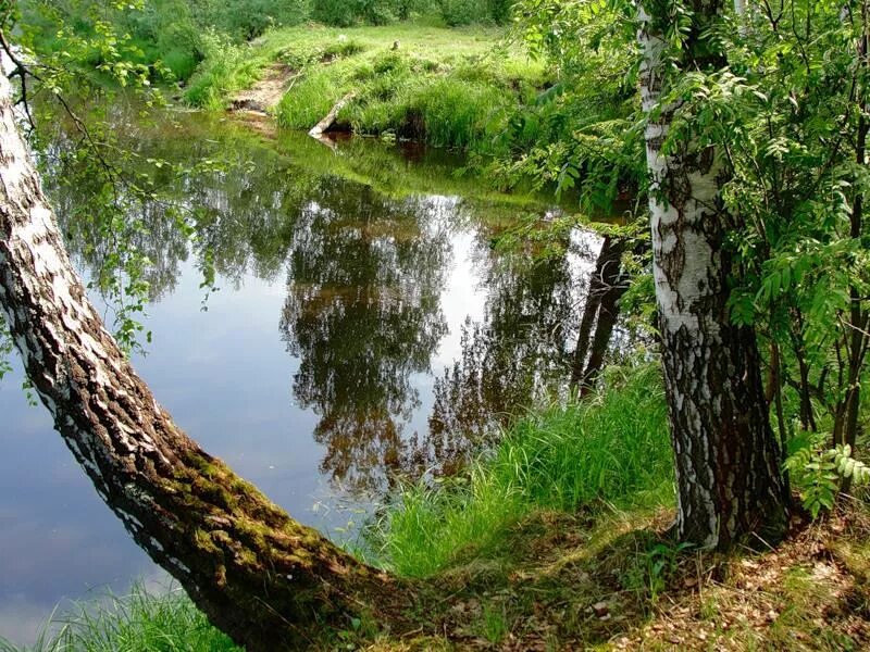 Березовый ручей. Березовая роща, ручей река. Берёзка у ручья. Саров березовая роща. Берёзовая роща и река.