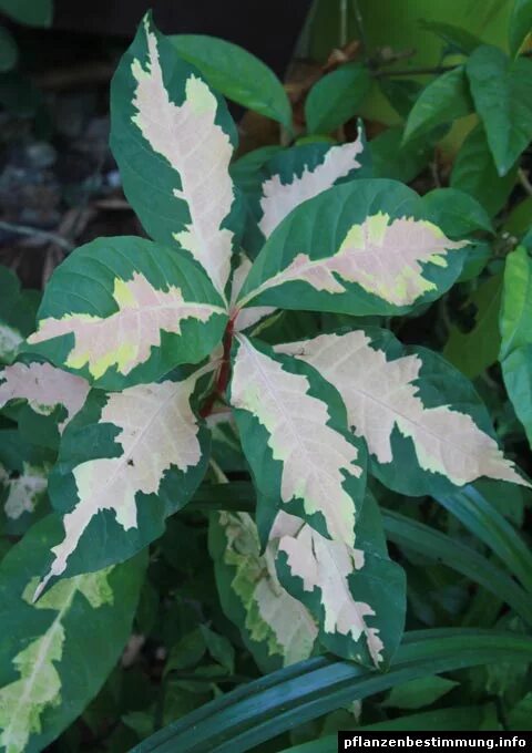 Граптофиллум расписной. Graptophyllum pictum. граптофиллум расписной цветение. граптофиллум вариегата.