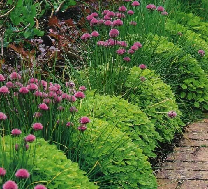 Small area of planting alliums against buxus in cottage garden www.claudiadeyong