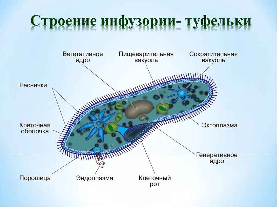 Части строения простейших. Инфузория туфелька строение. Пищеварительная вакуоль инфузории туфельки. Инфузория туфелька Paramecium caudatum. Инфузория туфелька 7 класс биология.