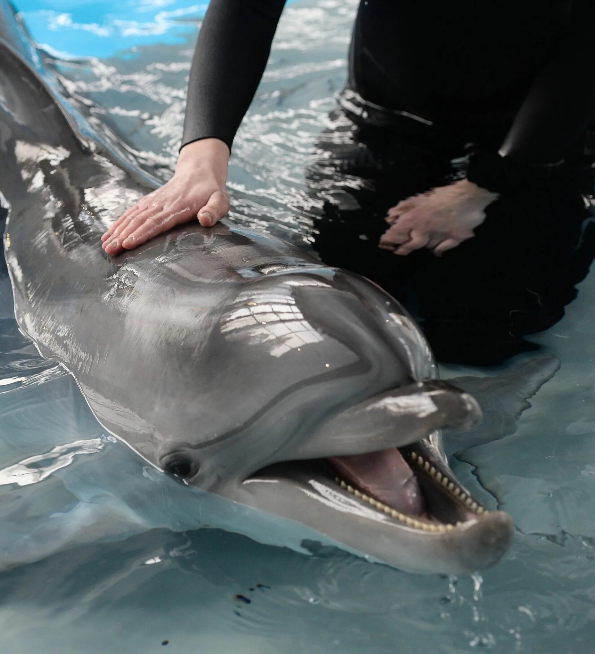 Дельфин-Афалина. Кожа дельфина. Погладить дельфина. Язык дельфинов.