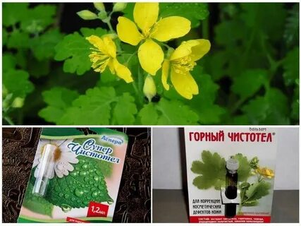 Как пользоваться чистотелом