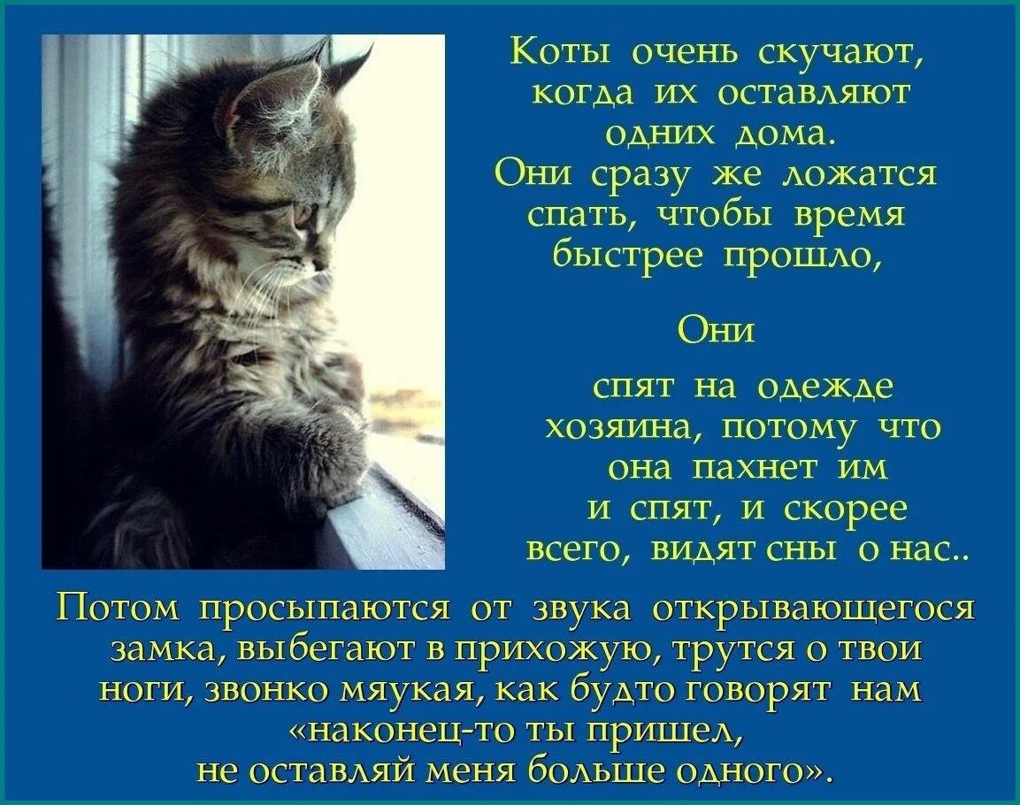 Стихи о котах. Стихотворение про кота. Стих о коте. Скучаю по котику стих. Скучают ли умершие