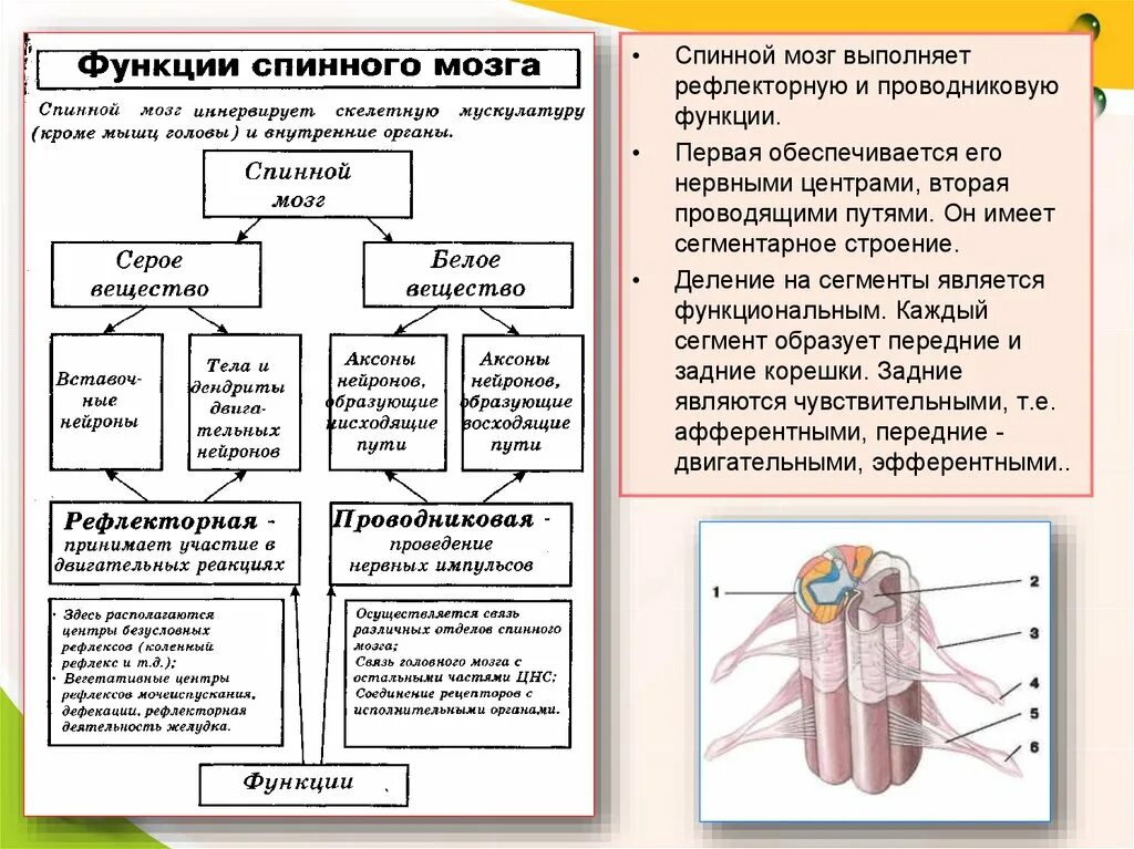 Вещество спинного мозга выполняющие проводниковую функцию. Строение и функции спинного мозга 8 класс таблица. Строение и функции спинного мозга таблица 8 класс биология. Спинной мозг человека строение и функции таблица. Биология таблица строение и функции спинного мозга.