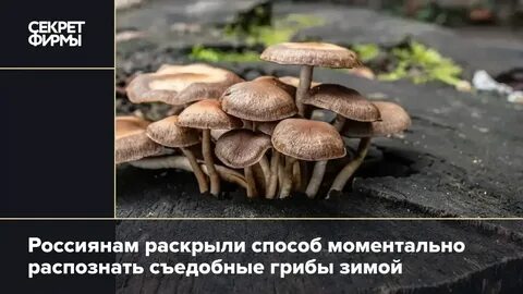 Как распознать съедобные грибы