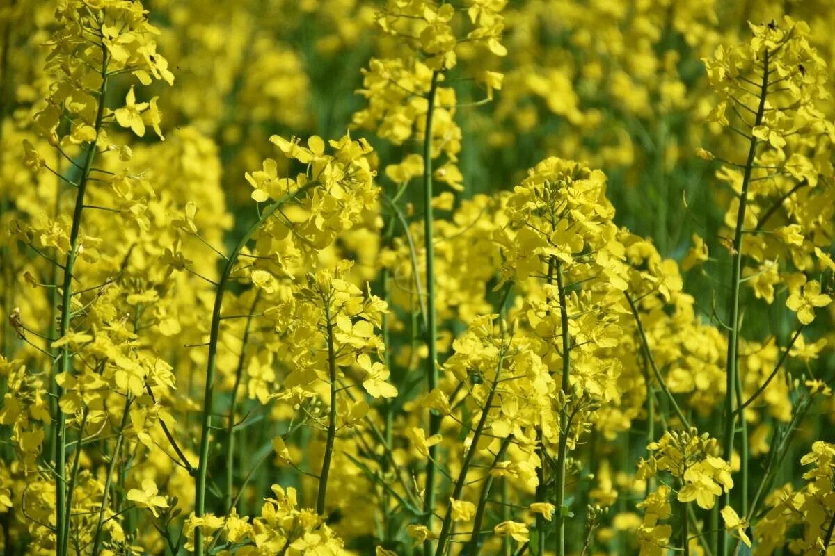 Рыжика посевного (Camelina Sativa),. Растение Рыжик рыжиковое масло. Camelina Рыжик. Рыжик масличная культура. Цветок рыжик