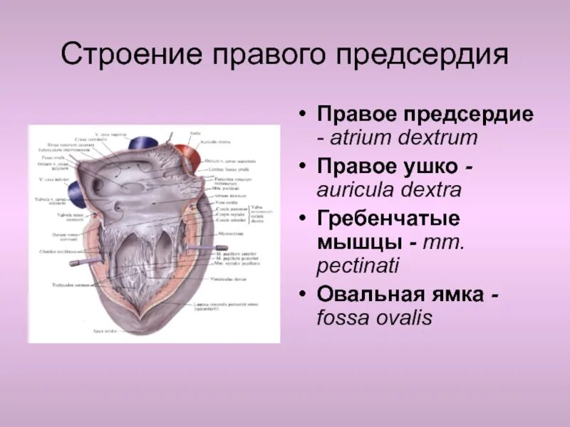 Строение правого предсердия. Овальная ямка правого предсердия. Гребенчатые мышцы предсердий. Особенности строения правого предсердия. Особенности предсердия