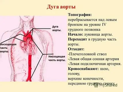Самая крупная артерия называется