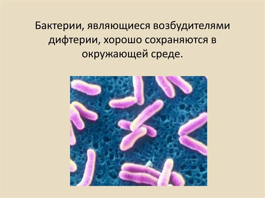 Бактерии являются возбудителями. Заболевания возбудителями которых являются бактерии. Бациллы являются возбудителями. Бактерии являются возбудителями чего.