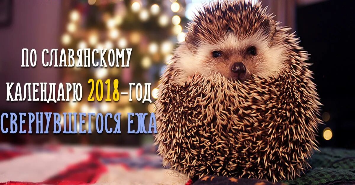 свернувшийся еж. год свернувшегося ежа. свернувшийся еж по славянскому. ежик свернулся. ёжик в клубочке.