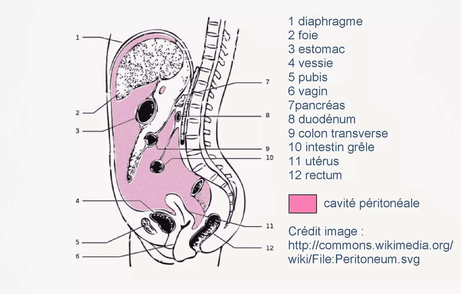Anatomie d une chute