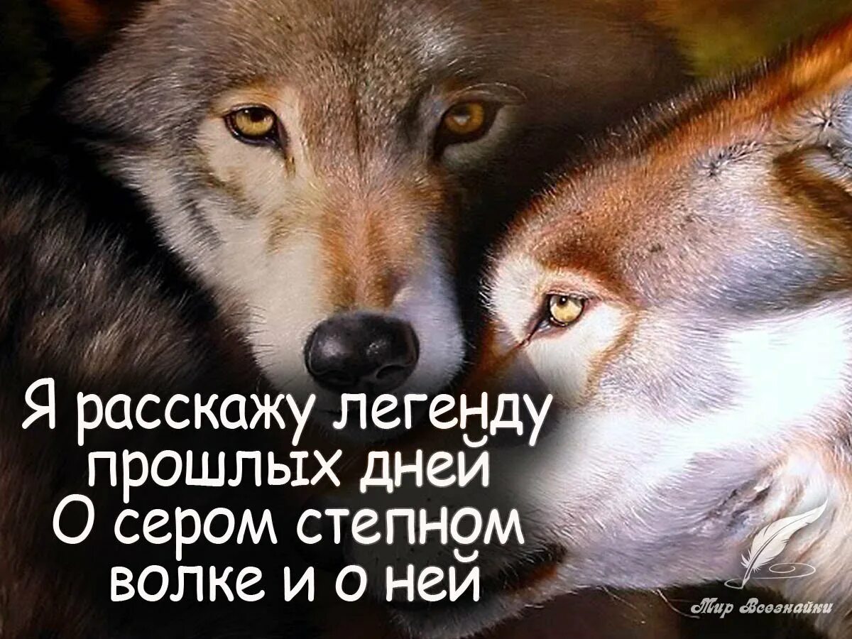 Про жизнь волков. Цитаты про верность Волков. Волчица высказывания. Красивые цитаты про Волков. Цитаты волка про любовь.