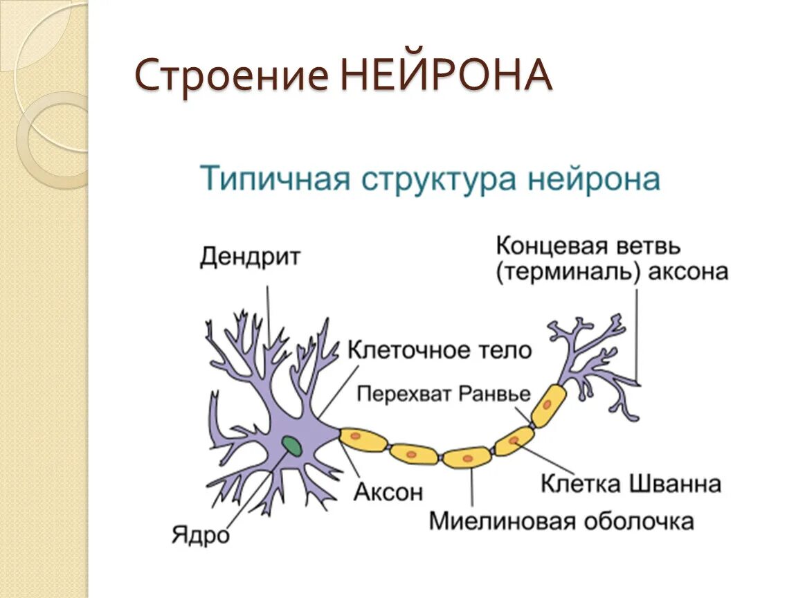 Типичное строение нейрона. Нейроны головного мозга строение. Строение клетки нервной ткани нейрона. Строение нейрона и нервного волокна.