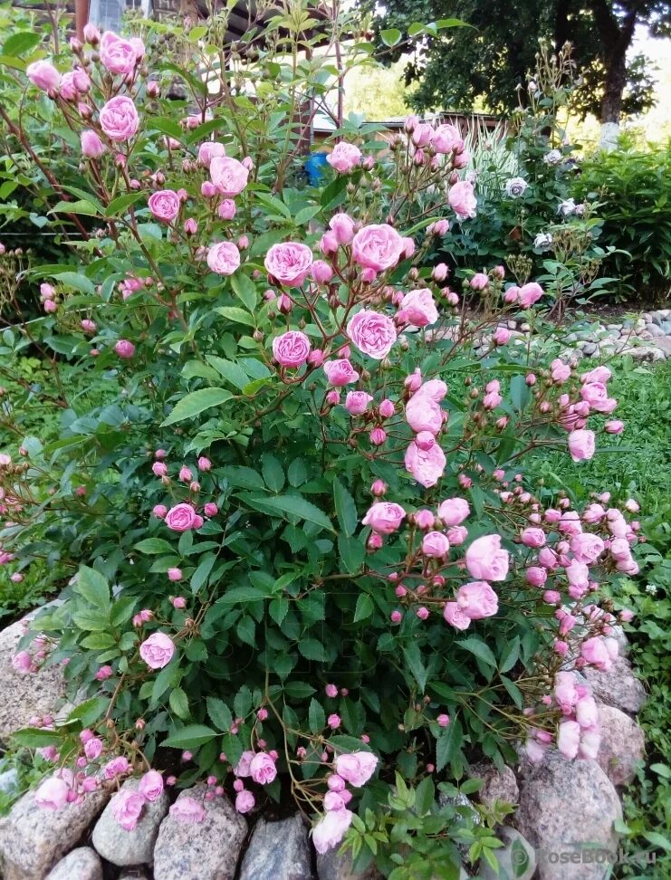 Роза хевенли пинк фото и описание отзывы Галерея Heavenly Pink (LENnedi, LENneei, LLX8926) Энциклопедия роз