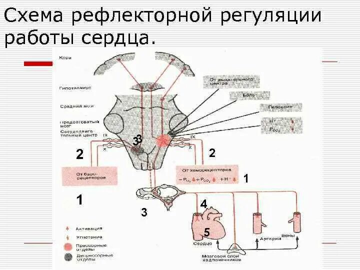 Рассмотри предложенную схему регуляция работы сердца Корковая регуляция