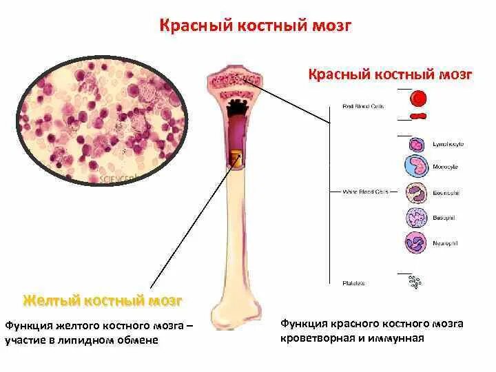 Костный мозг где находится