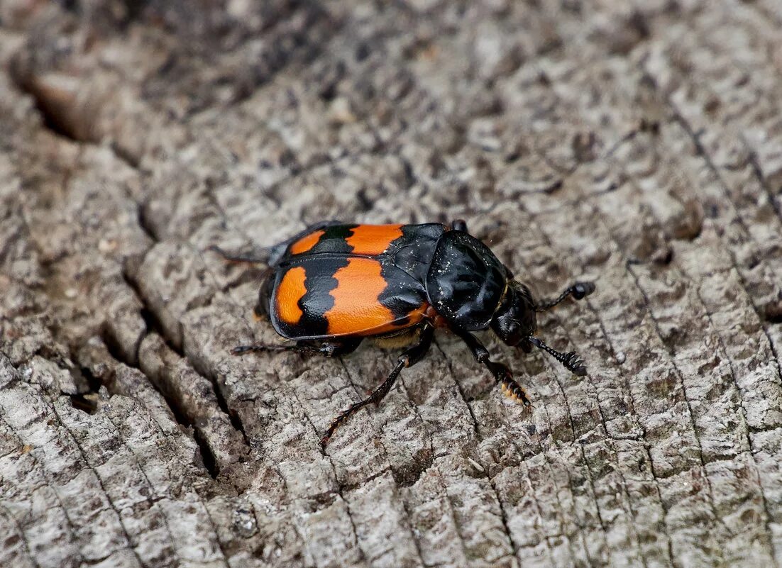 жук — могильщик, мертвоед. жук — могильщик, мертвоед. жук могильщик чернобулавый. жук мертвоед nicrophorus. могильщик рыжебулавый жук.