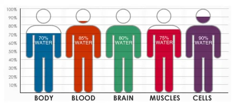 Из какого количества человек состоит команда. Содержание воды в организме человека. Процент содержания воды в организме. Содержание воды в человеке. Процент содержания воды в человеке.