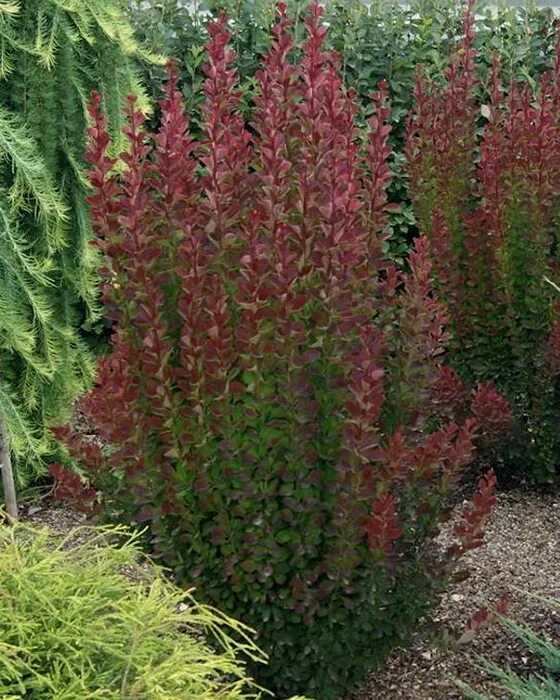 Berberis thunbergii 'Orange Rocket' Garden oasis, Garden design, Plants