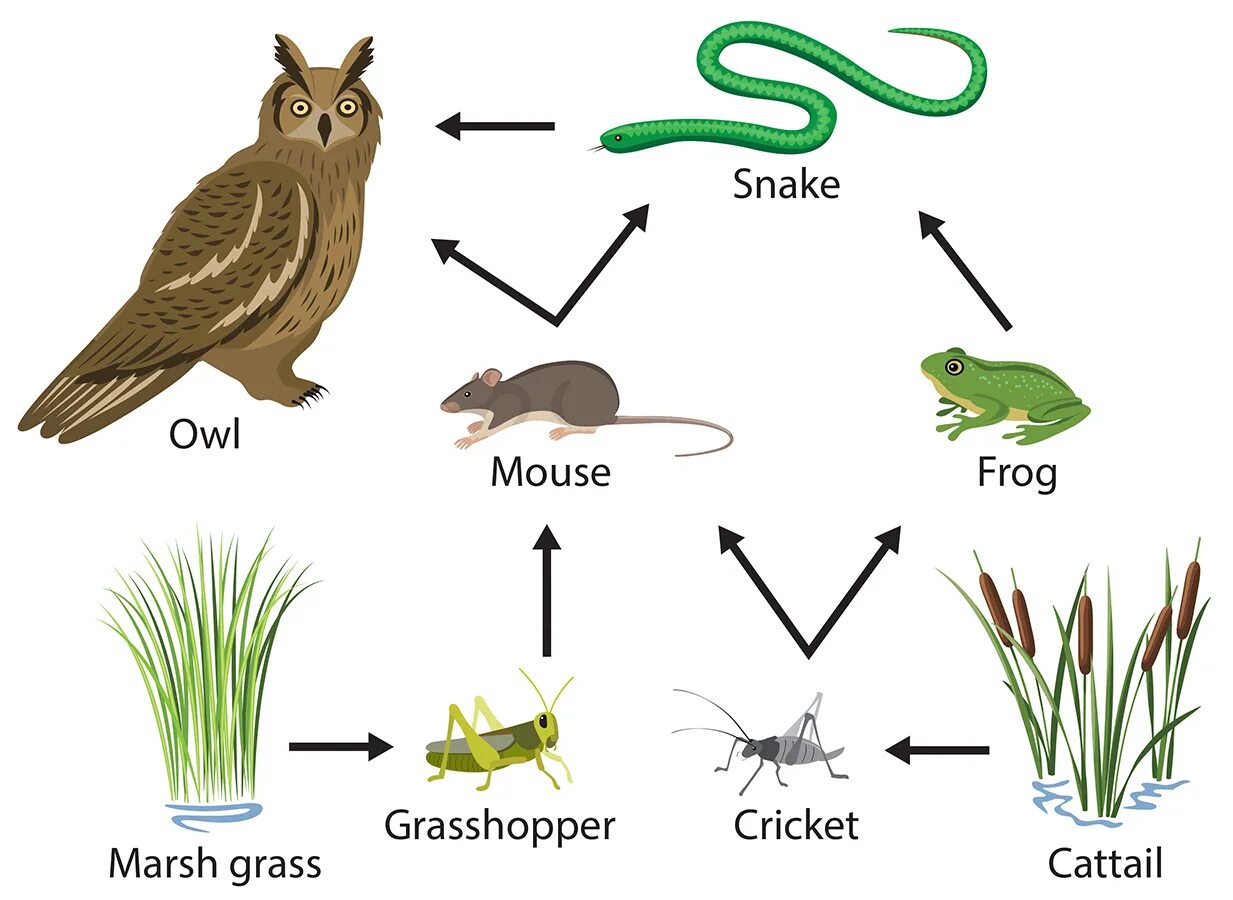 Цепи питания трава кузнечик. Пищевая цепочка болот. Цепь питания болота. Болотная цепь питания. Цепь питания животных на болоте.