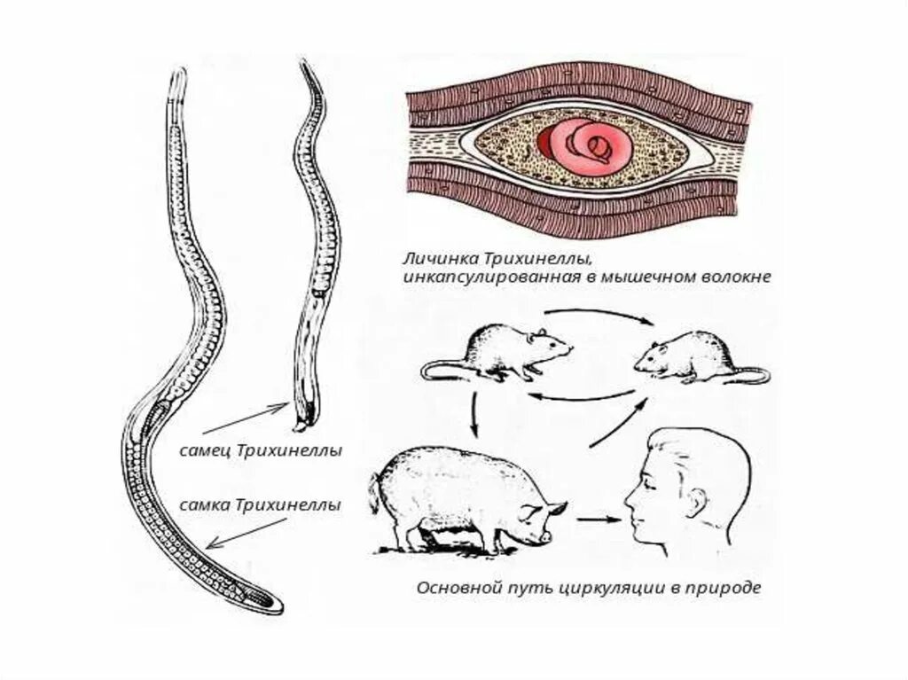 Трихинелла псевдоспиралис. Трихинелла круглые черви. Трихинеллез локализация в организме. Трихинеллез животных паразитология.