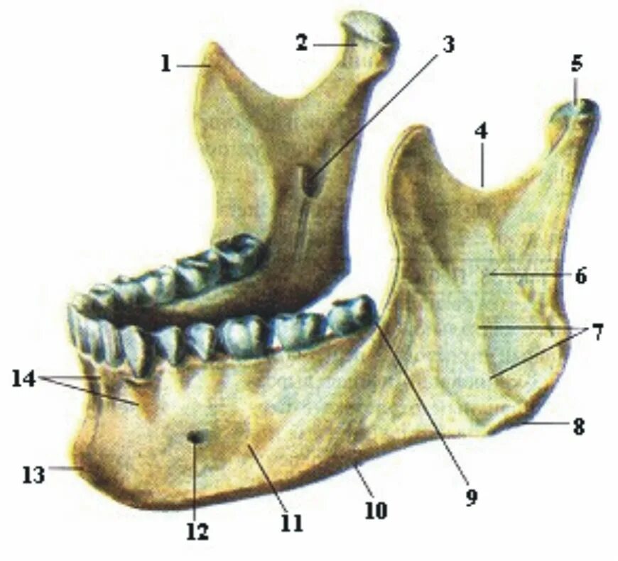 Строение мыщелкового отростка нижней челюсти. Венечный отросток нижней челюсти. Нижняя челюсть вид сбоку анатомия. Мыщелковый и венечный отросток и челюсти.