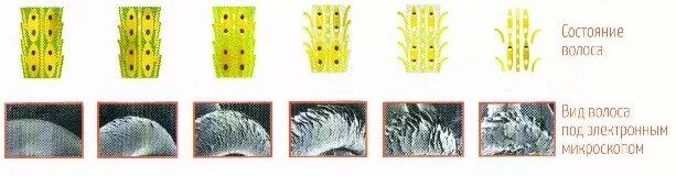 5 Степень повреждения волос. 1 И 2 степень повреждения волос. Степени повреждения волос под микроскопом. Степень повреждения волос 0-5.