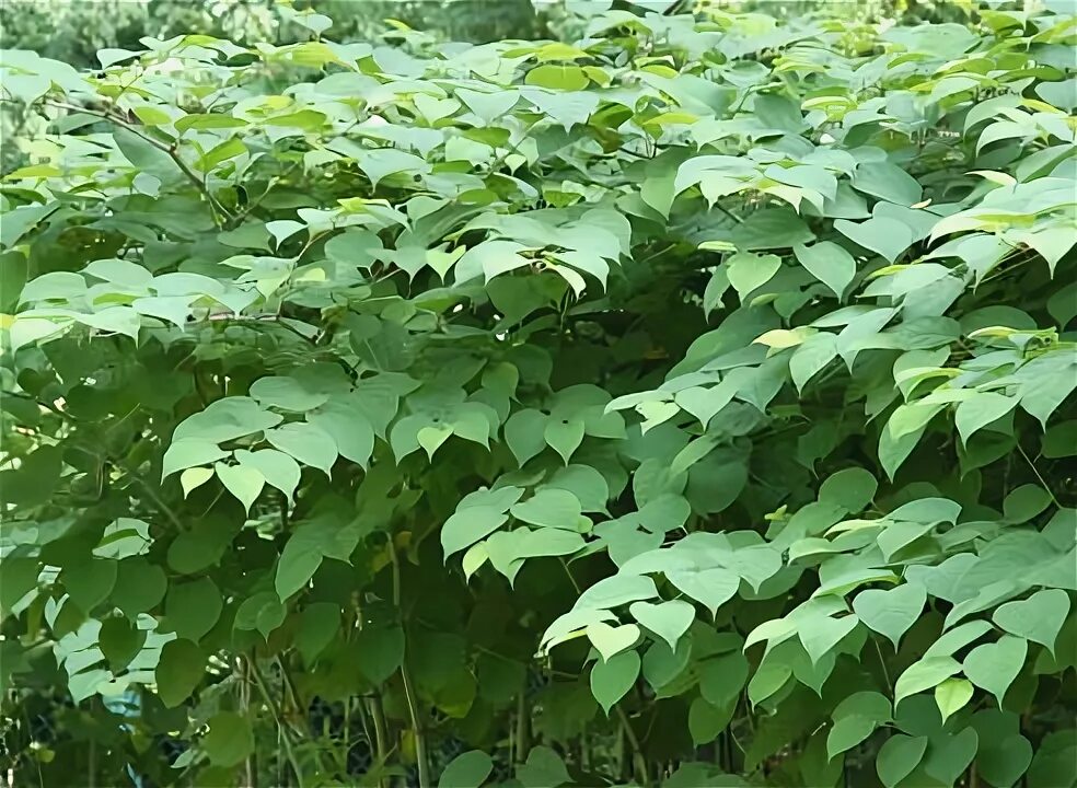 Кустарник крупные листья. Сахалинская гречиха или горец. Рейнутрия японская (горец сахалинский). Гречиха или горец сахалинский, polygonum sachalinens. Ficus auriculata - фикус ушковидный.