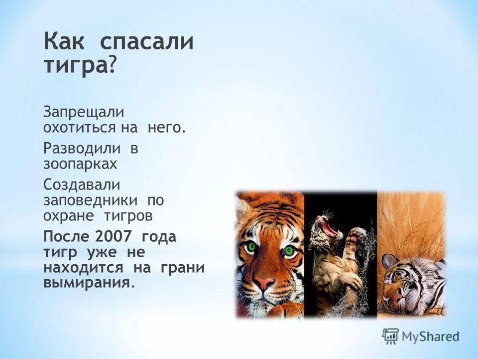 Годы после тигра. Загадки о Амурском Тигре. Стих про Амурского тигра. Загадка про тигра. Загадки о Тигре.