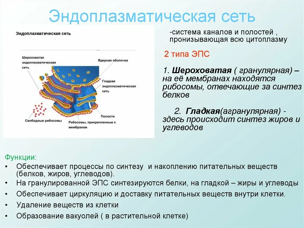 Особенности строения эндоплазматической сети. Эндоплазматическая сеть размер и форма. Гладкая эндоплазматическая сеть. Эндоплазматическая сеть и рибосомы.