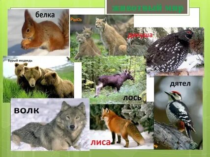Какие животные обитают в зоне тайги