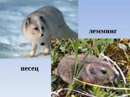 Песец и лемминг