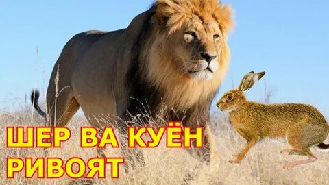 Хайвон ва одам