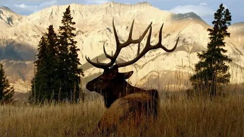 Elk demo