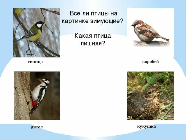 Перелетные и зимующие птицы старшая группа. Зимующие птицы перелетные птицы для старшей группы. Дятел синица Воробей. Перелетные и зимующие птицы Воробей